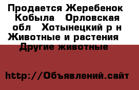 Продается Жеребенок .Кобыла - Орловская обл., Хотынецкий р-н Животные и растения » Другие животные   